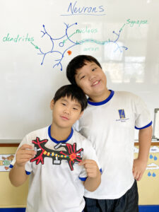 Exploring the Brain through Model Neurons